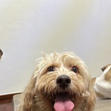 Guardião Pet - Funchal - House Sitting and Property Management