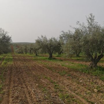 Eng Leonildo Morais - Campo Maior - Immobilien