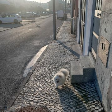 Gabriela Rebimbas - Murtosa - Dog Walking