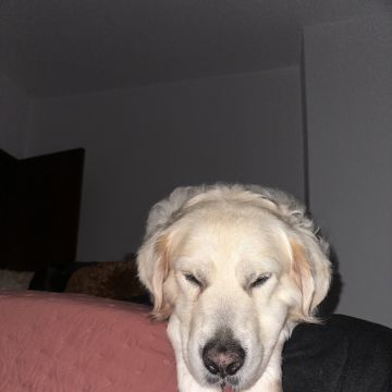 Guardião Pet - Funchal - Pet Sitting