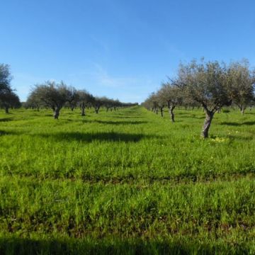 Eng Leonildo Morais - Campo Maior - Grundstücks- und Immobilienbewertung