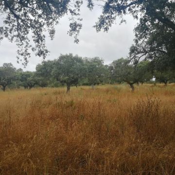 Eng Leonildo Morais - Campo Maior - Grundstücks- und Immobilienbewertung
