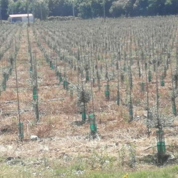 Eng Leonildo Morais - Campo Maior - Grundstücks- und Immobilienbewertung