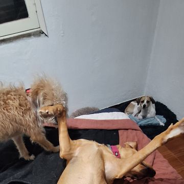 Guardião Pet - Funchal - Pet Boarding and Daycare