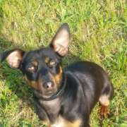 Lígia Fernandes - Gondomar - Dog Walking