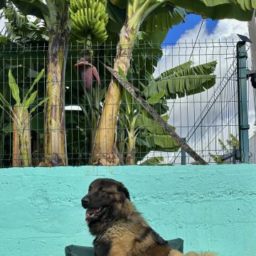 Guardião Pet - Funchal - Dog Hotel