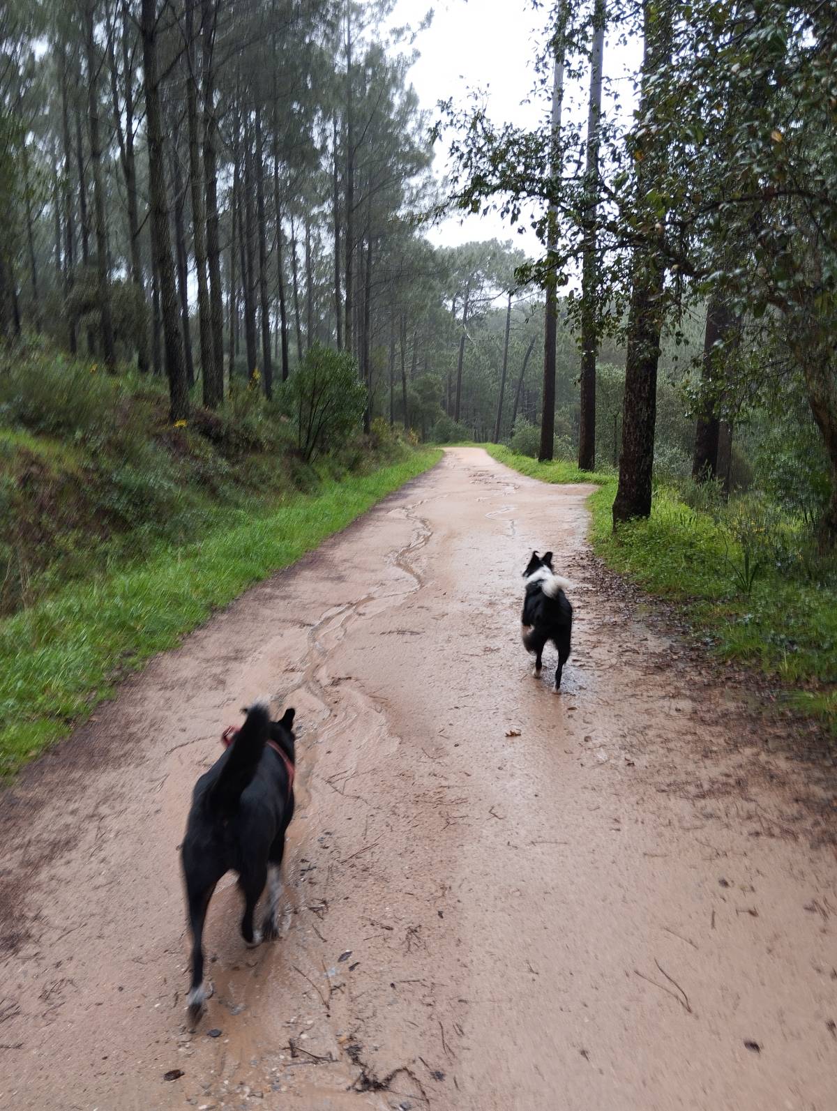 Patrícia Ferrão - Sintra - Cuidar tus perros