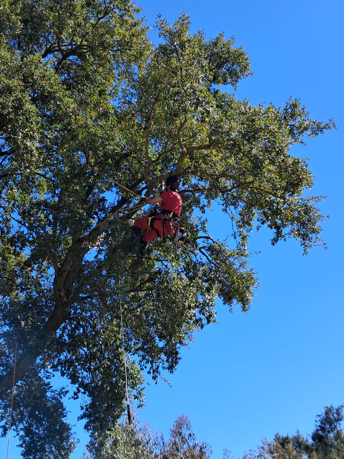 Castro Treecare - Penela - Poda e Manutenção de Árvores