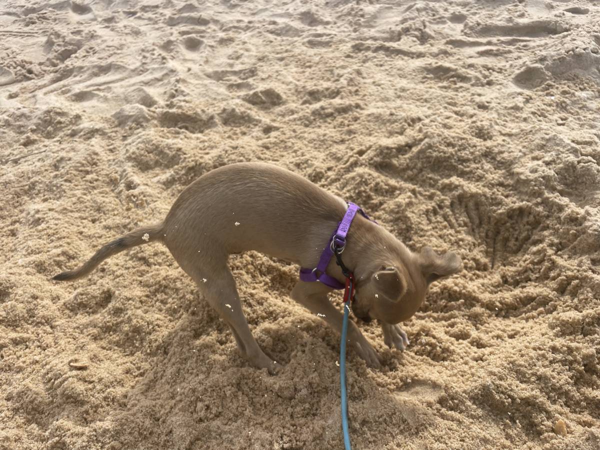 Pet walking Faro - Faro - Property Management