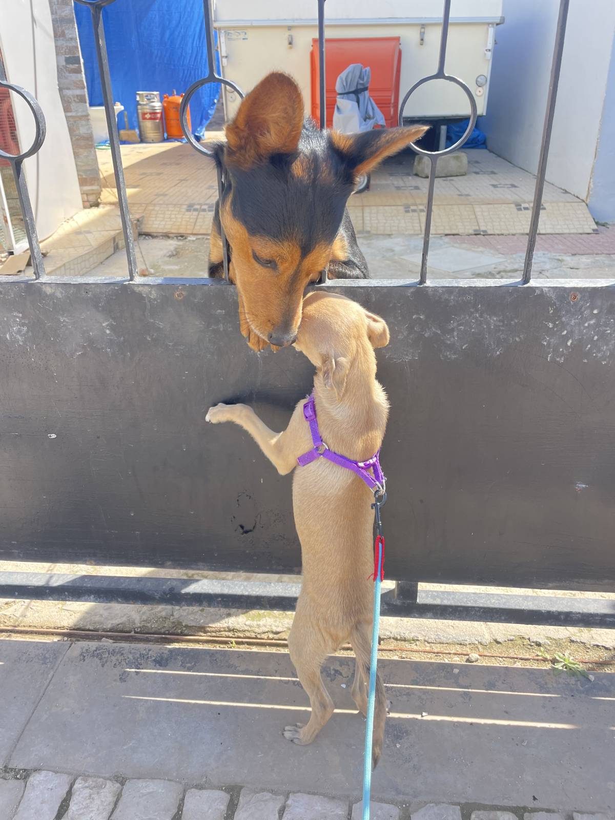 Pet walking Faro - Faro - House Sitting and Property Management