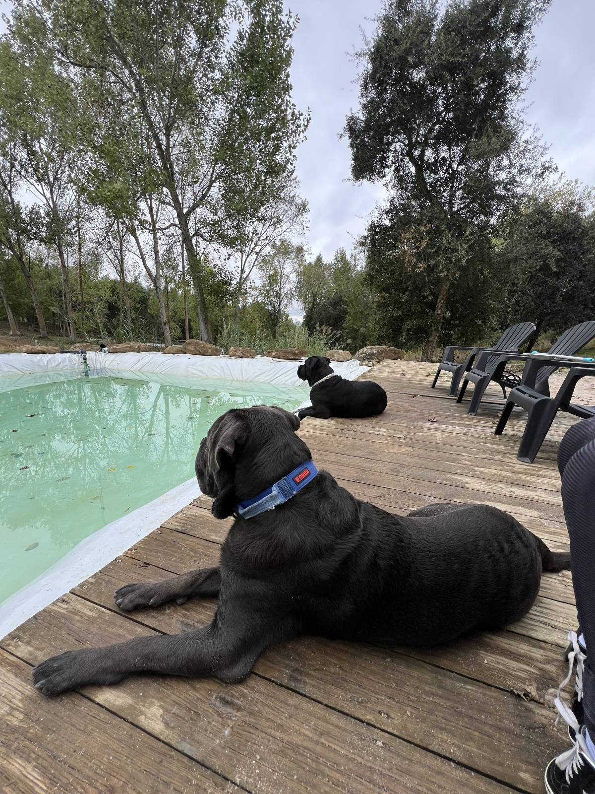 K9 School Ecológic - Lourinhã - Baths and Grooming for Animals