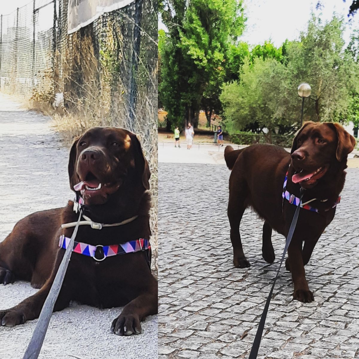 Ângela Santos - Lisboa - Cuidados para Cães
