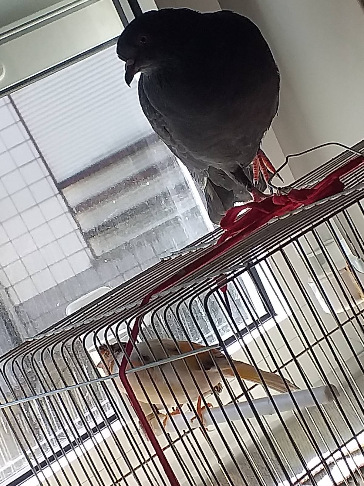 Isabel Ribeiro - Gondomar - Pets