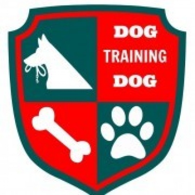 Dog Training Dog - Olhão - Treino de Cães - Aulas