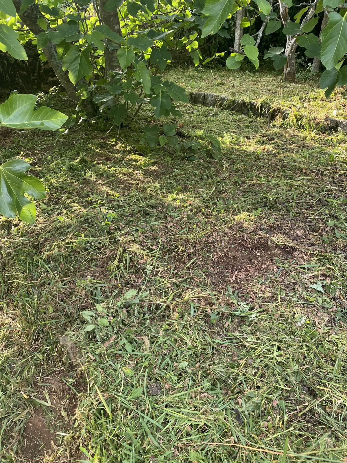 Especialista de Limpeza de Terrenos