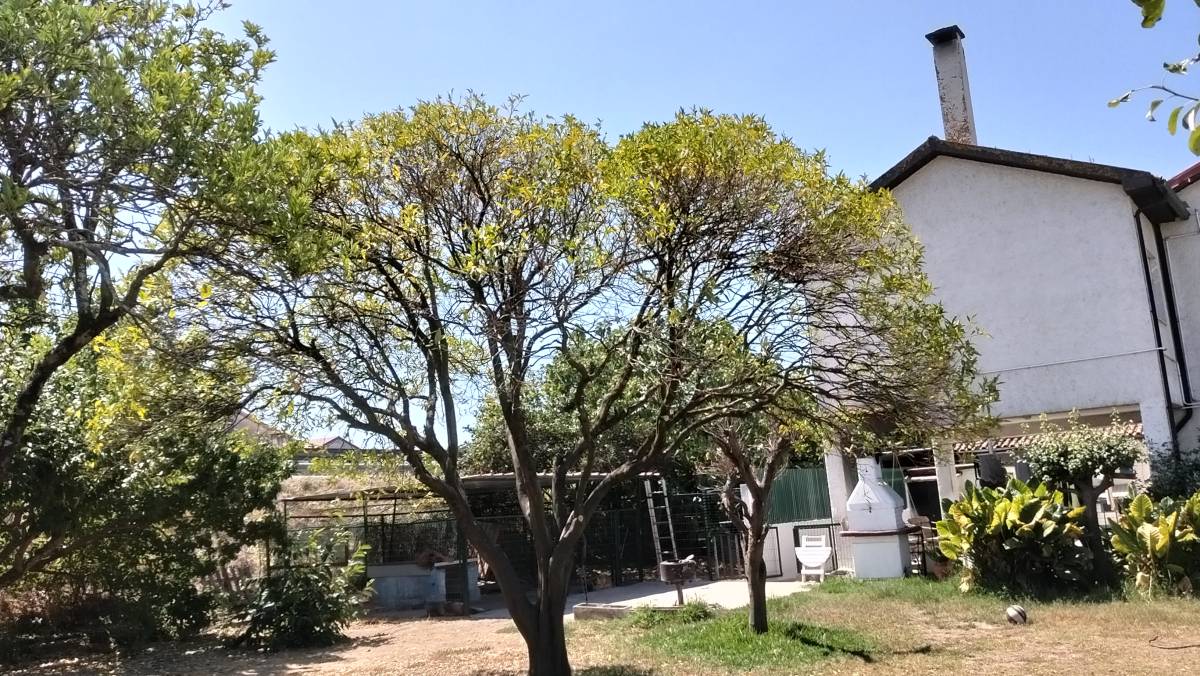 Jose Rodrigues - Mordomo do Jardim - Gestão e Manutenção de Propriedades - Coimbra - Limpeza de Propriedade