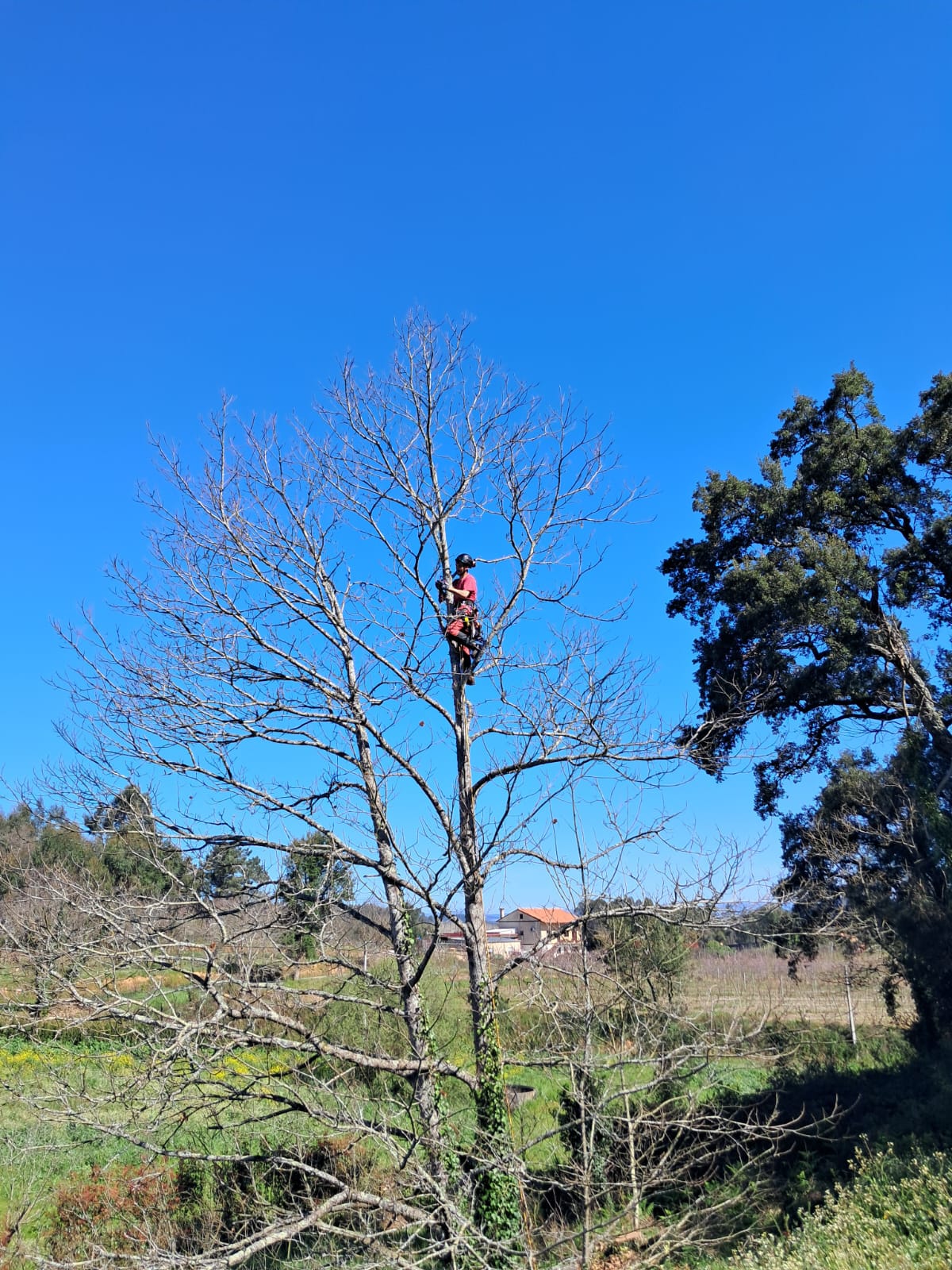 Castro Treecare - Penela - Remoção de Tronco de Árvore