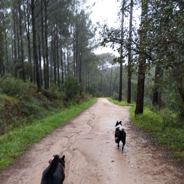 Patrícia Ferrão - Sintra - Cuidar tus perros