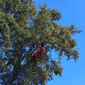 Castro Treecare - Penela - Poda e Manutenção de Árvores