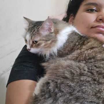 Vitória das Dores - Lisboa - Cat Sitting