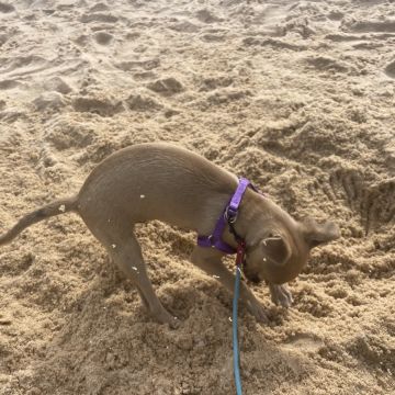 Pet walking Faro - Faro - Property Management
