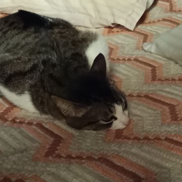 Daniela Terán - Matosinhos - Katzensitter
