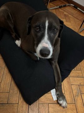 Dog Hotel