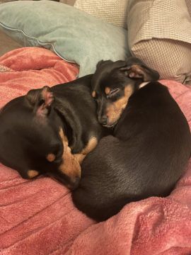 Hundepension