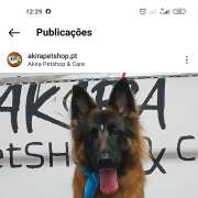 AKIRA PetShop&Care - Amadora - Creche para Cães