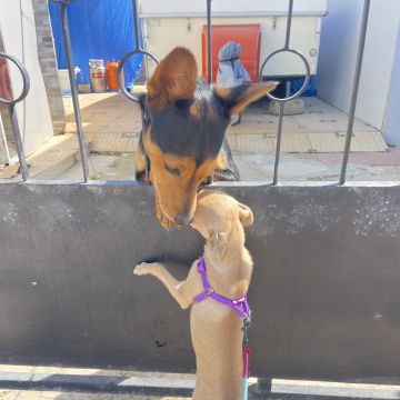 Pet walking Faro - Faro - House Sitting and Property Management