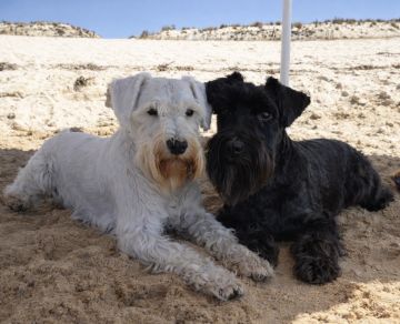 Hotel para Cães