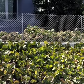 Jose Rodrigues - Mordomo do Jardim - Gestão e Manutenção de Propriedades - Coimbra - Tratamento de Relvado