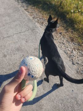 Hotel para Cães