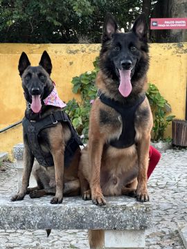 K9 School Ecológic - Lourinhã - Dog Walking