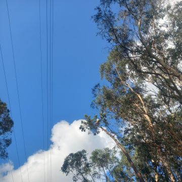 Castro Treecare - Penela - Remoção de Arbustos