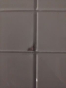 Especialista de Reparação de Azulejos - Casa