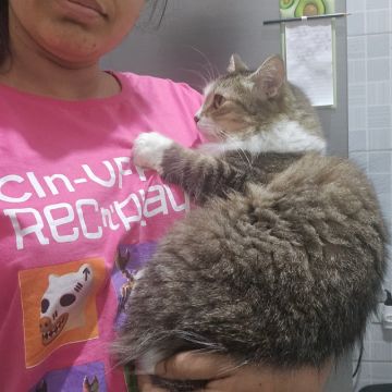 Vitória das Dores - Lisboa - Cat Sitting
