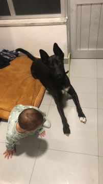 Hotel para Cães