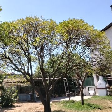 Jose Rodrigues - Mordomo do Jardim - Gestão e Manutenção de Propriedades - Coimbra - Limpeza de Propriedade