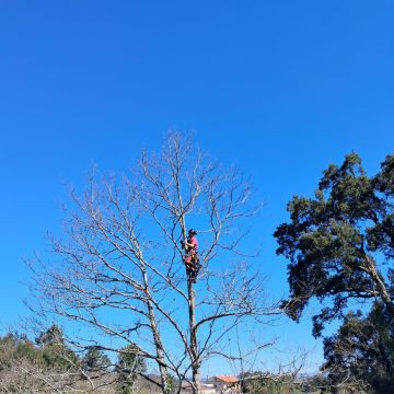Castro Treecare - Penela - Remoção de Tronco de Árvore