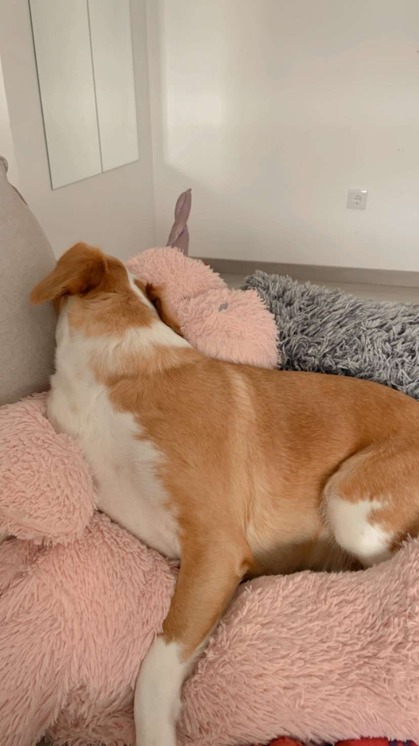 Natalie - Barreiro - Dog Hotel