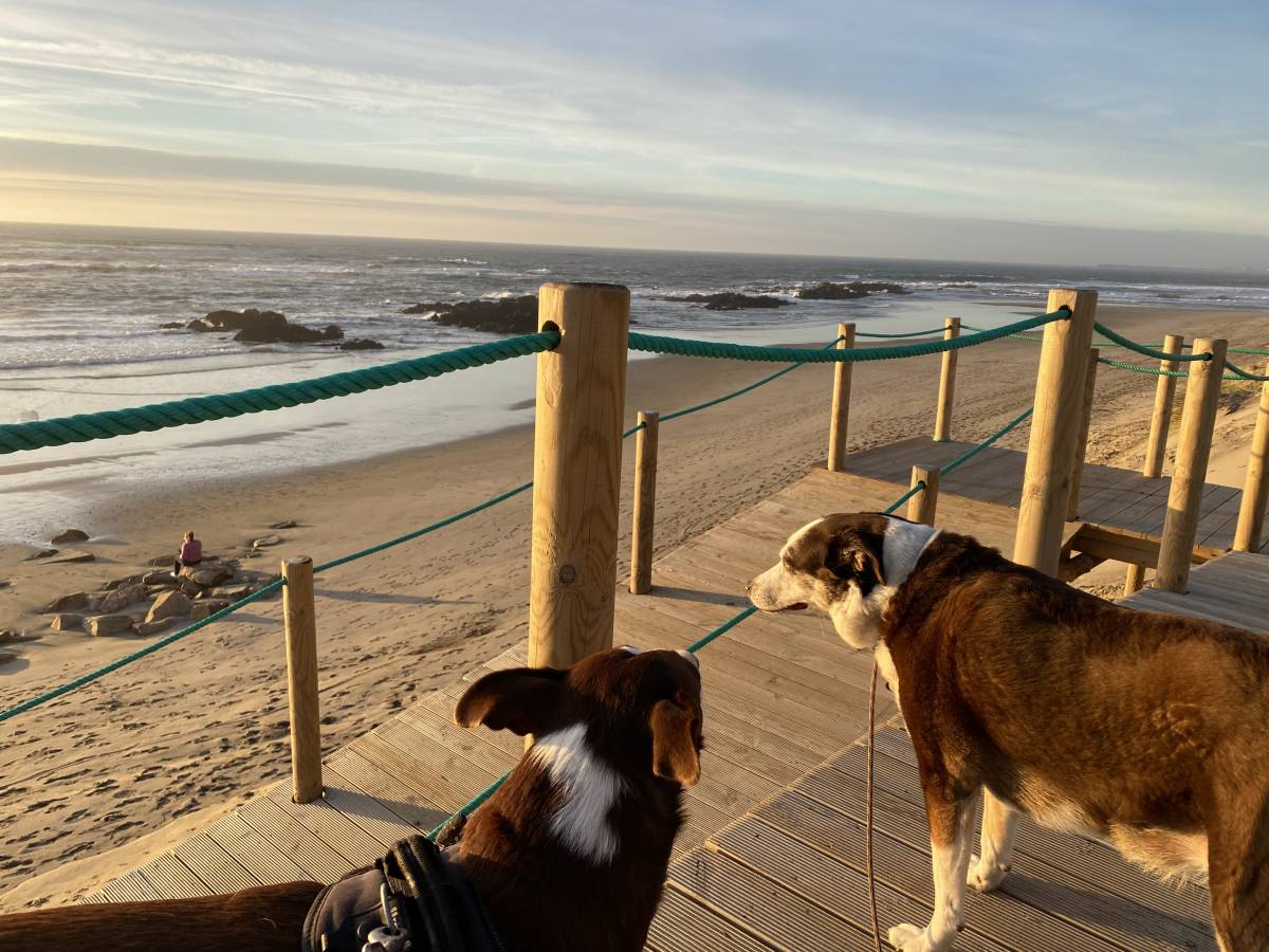 Petsitter - Esposende - Paseador de perros