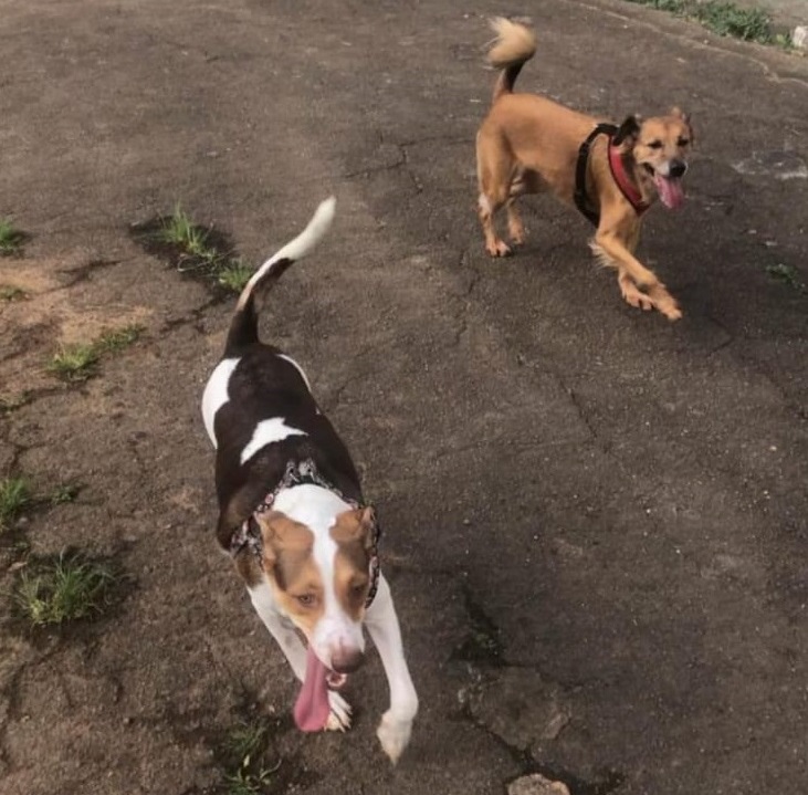 Tomás Rodrigues - Matosinhos - Dog Walking