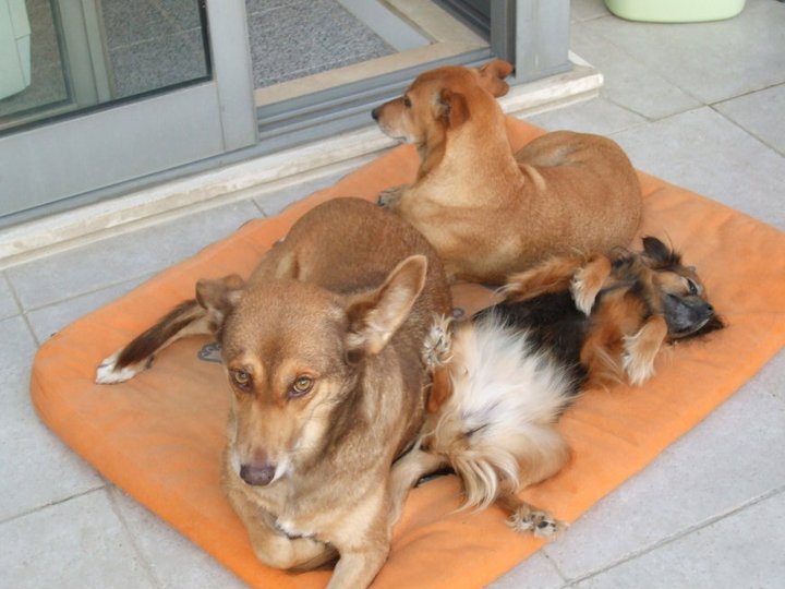 Petsitter - Esposende - Cuidar tus perros