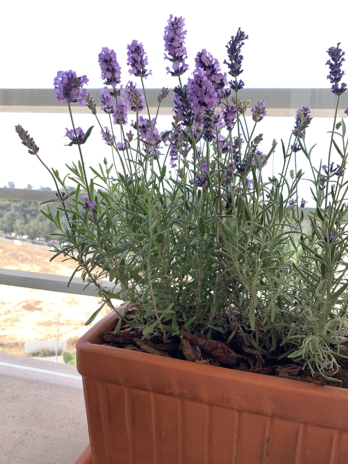 Serviço de Jardinagem