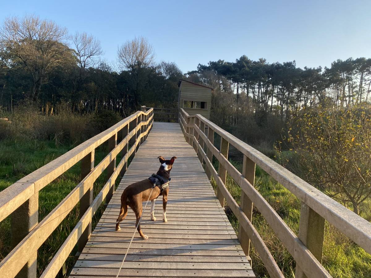 Petsitter - Esposende - Cuidados y paseos de mascotas
