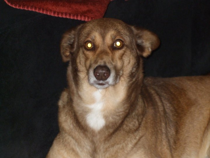Petsitter - Esposende - Cuidar tus mascotas