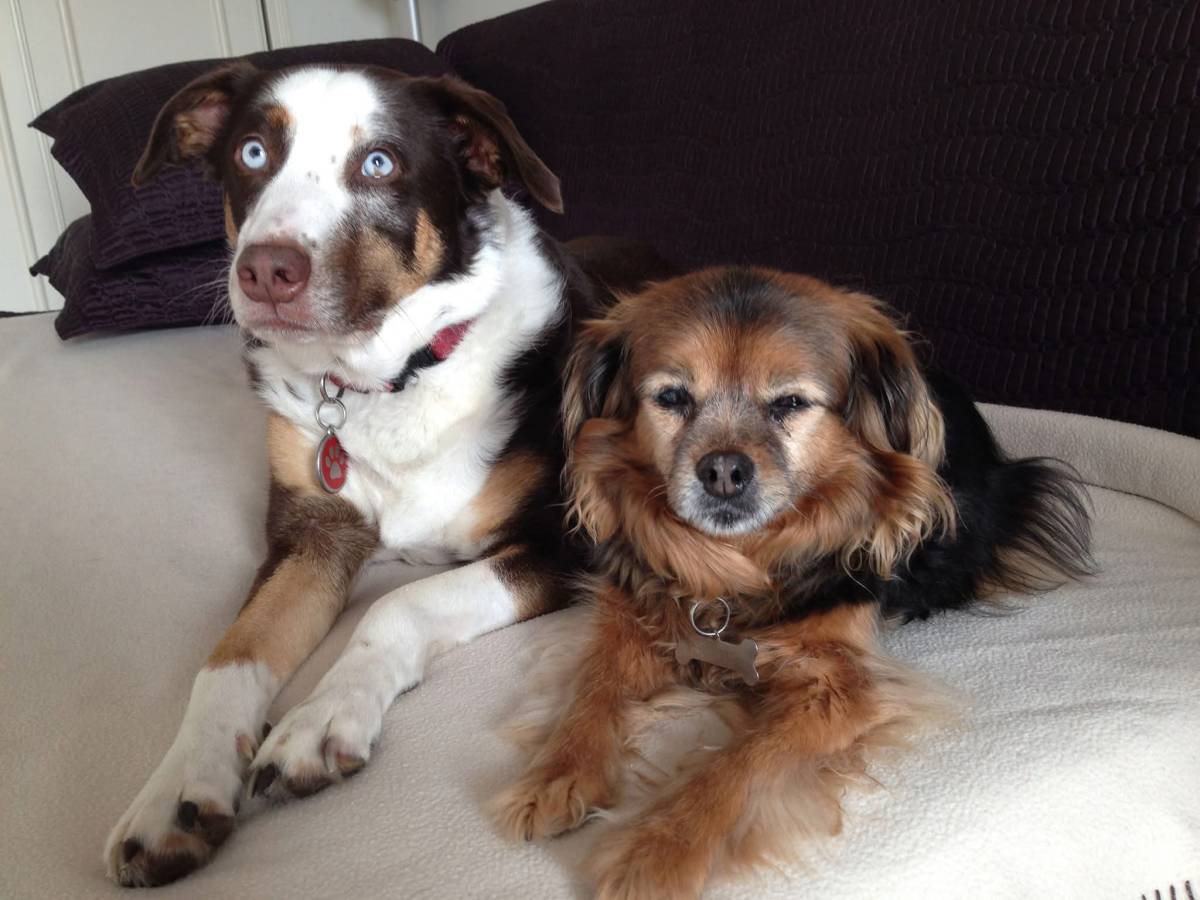 Petsitter - Esposende - Paseador de perros