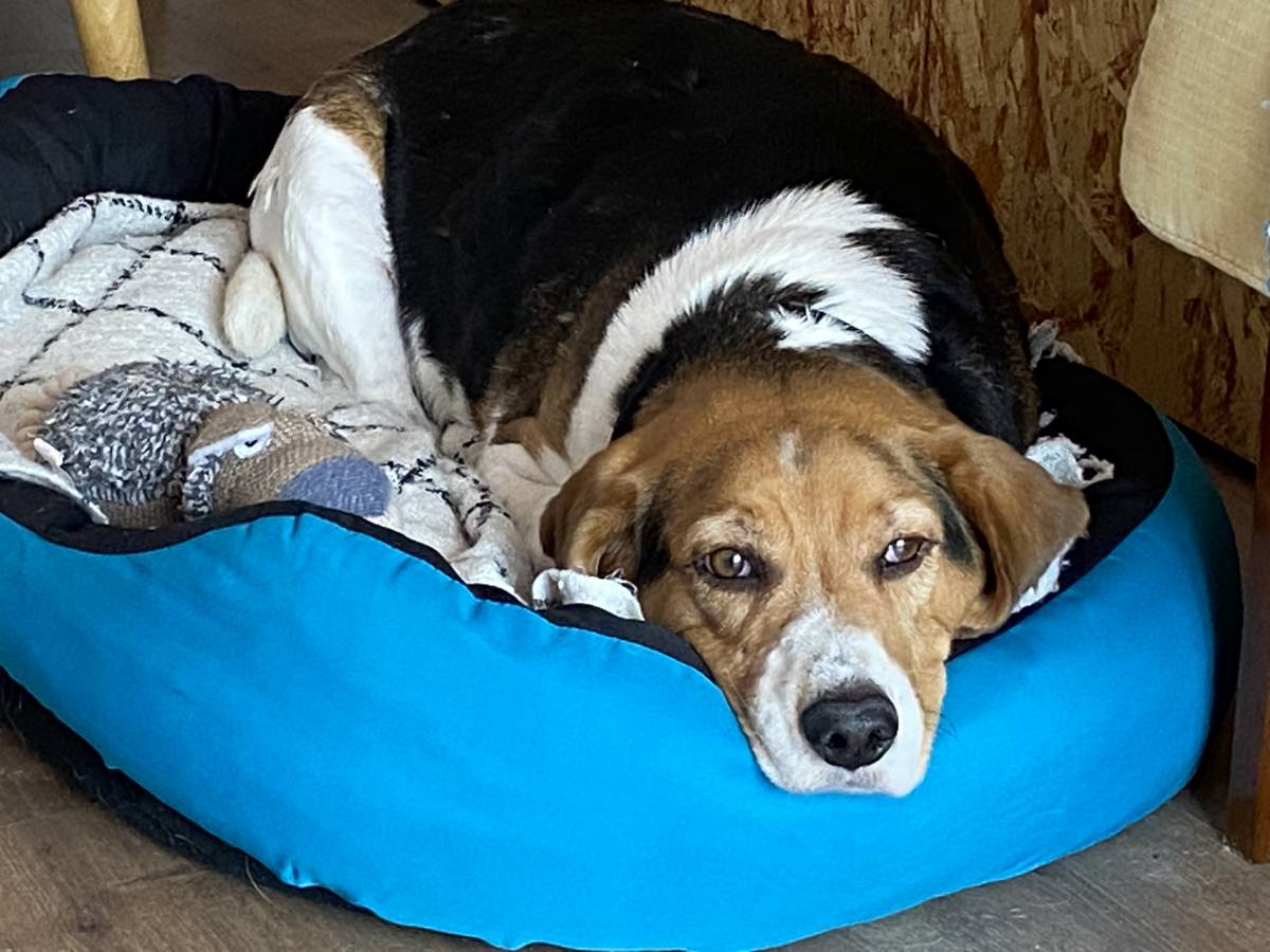 Petsitter - Esposende - Cuidar tus perros
