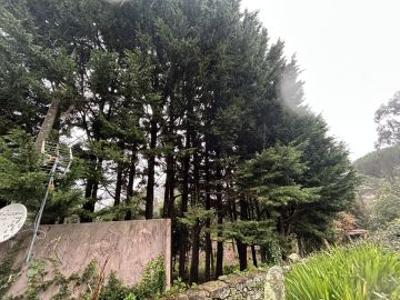 Poda e Manutenção de Árvores